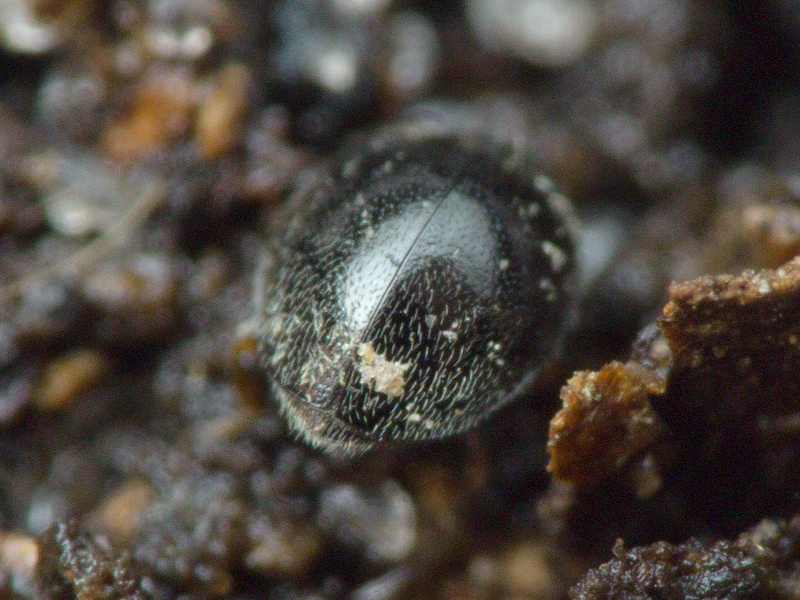 Stethorus punctillum Weise, 1891